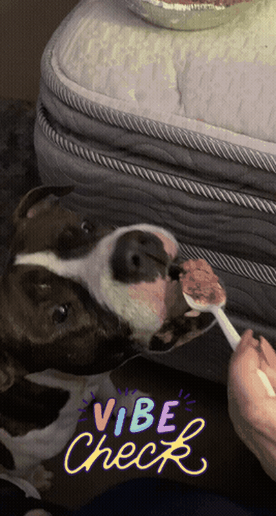 Dog With Vibe Check Sticker GIF