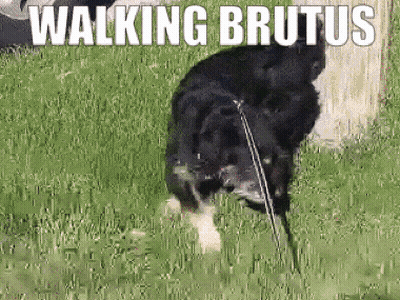 Dog With Walking Brutus GIF