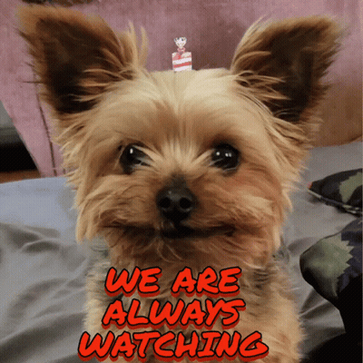 Dog With We Are Always Watching GIF