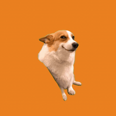 Dog With $ Welsh First $ Btc Dog GIF