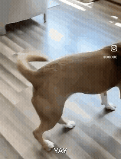 Dog With White Paws Walking Saying Yay GIF