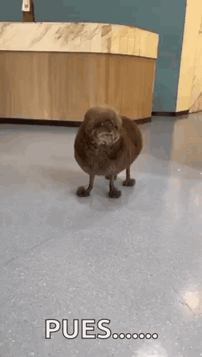 Dog With Wig In Front Of Del Rio 80 Anos Sign GIF