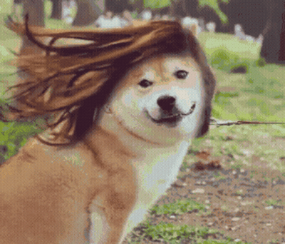 Dog With Wig Standing In Grass GIF