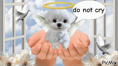 Dog With Wings Saying Do Not Cry GIF