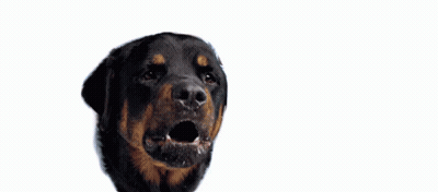 Dog With Woman's Lips Lipstar GIF
