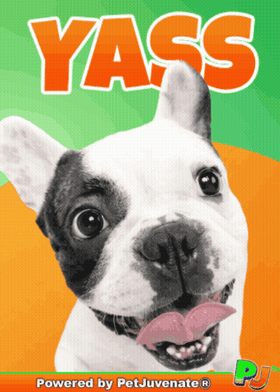 Dog With Yass Text GIF