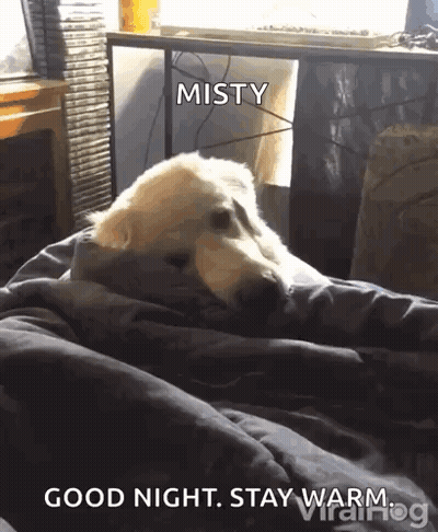 Dog Wrapped In Blanket Good Night GIF