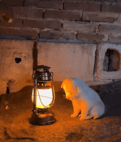 Dog Wrapped In Blanket Good Night Stay Warm GIF