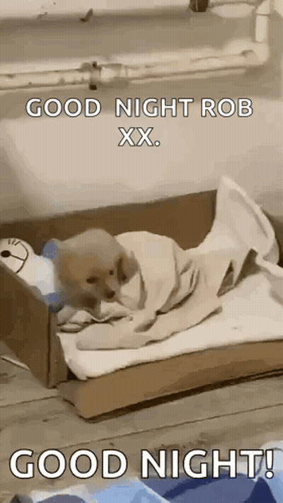 Dog Wrapped In Blanket In Cardboard Box Says Good Night Rob Xx GIF