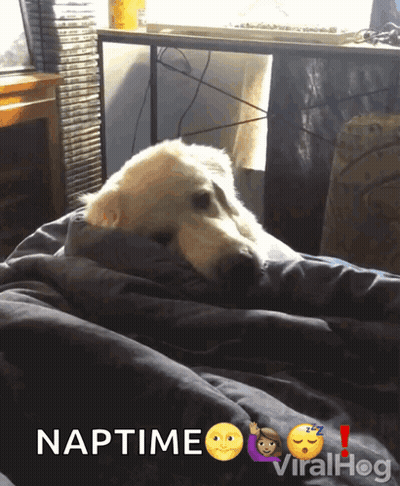 Dog Wrapped In Blanket Saying Naptime GIF