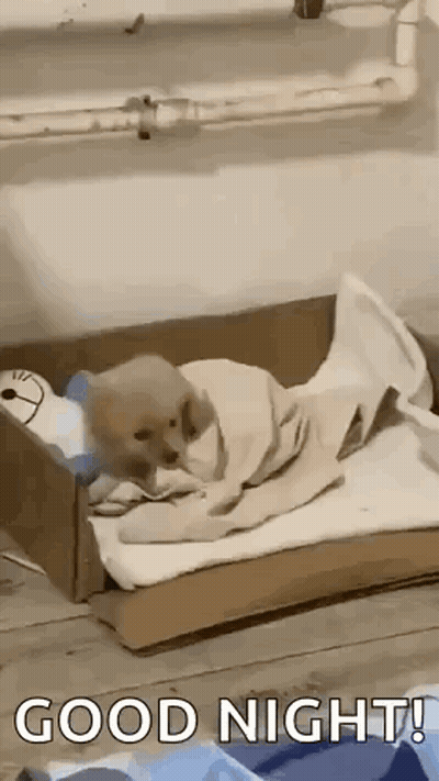 Dog Wrapped In Blanket Sleeping GIF