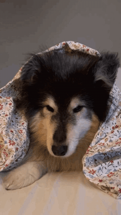 Dog Wrapped In Floral Blanket Looking At Camera GIF