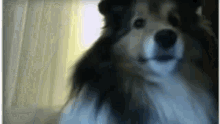 Dog X-Ray Scary Jump Scare GIF