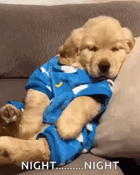 Dog Yawn Its Bedtime GIF