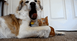 Dog Yawn Tongue Cat Scratched GIF