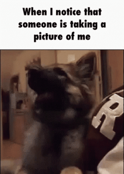 Dog Yawning On Lap GIF