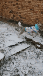Dog Zoomies 2 Dogs Chasing Each Other GIF