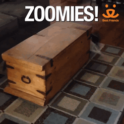 Dog Zoomies Chased By Cat GIF