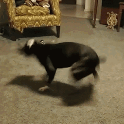 Dog Zoomies Circling Around GIF
