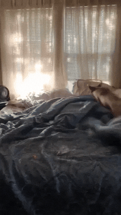 Dog Zoomies Fun Way To Exercise GIF