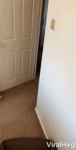 Dog Zoomies Jumping Up And Down In Bed GIF