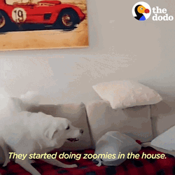 Dog Zoomies Living Their Best Life GIF