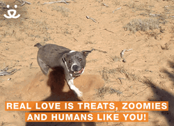 Dog Zoomies Real Love Is Treats GIF