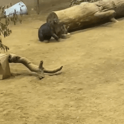 Dog Zoomies Short Sprint GIF