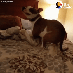 Dog Zoomies Sign Of Happiness GIF
