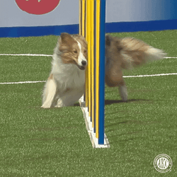 Dog Zoomies Sign Of Their Playful Nature GIF