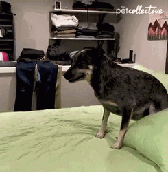 Dog Zoomies Sniffing Something Fishy GIF