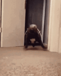 Dog Zoomies Sudden Urge To Run GIF