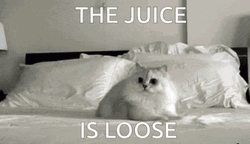 Dog Zoomies The Juice Is Loose GIF