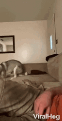 Dog Zoomies Welcome Distraction With Man GIF