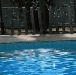 Doge All My Friends Are Toxic GIF