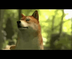 Doge In Nature GIF