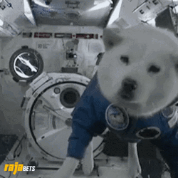 Doge No Gravity GIF