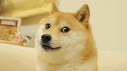 Doge Shaky Mouth GIF