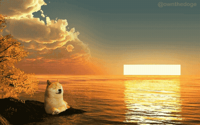 Doge Sitting On Rock At Ocean Sunset GIF