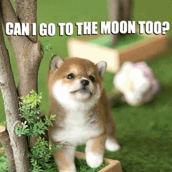 Doge To The Moon GIF