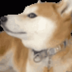Doge Turning Head GIF