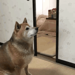Doge Wants Food GIF