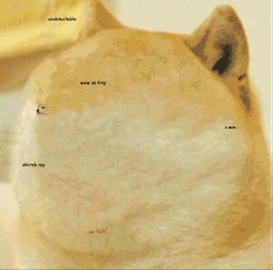 Doge Zooming In Meme GIF