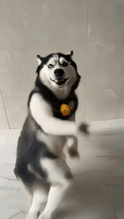 Dogesh Dance Dogesh Dance Husky GIF