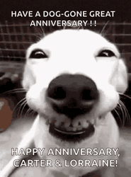 Doggo Greeting Happy Anniversary Meme GIF