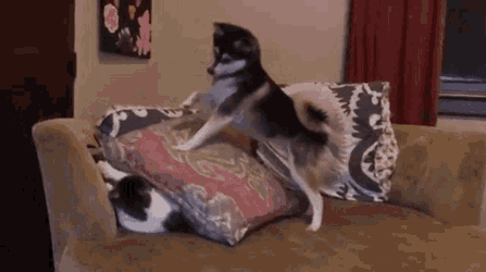 Doggo Killing Cat GIF