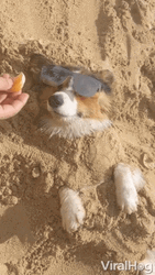 Doggo Living The Life Funny Beach GIF