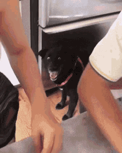 Doggo Stare GIF