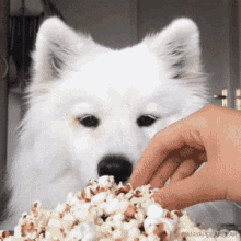 Doggy Eating Popcorn