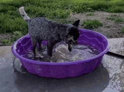 Dogpool Blue Heeler Playing With Water GIF
